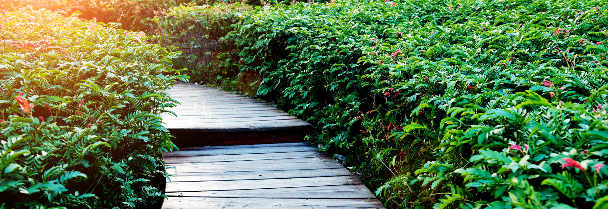 garden-wooden-path